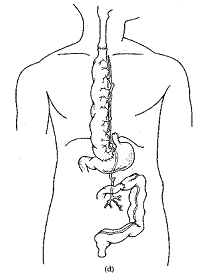 Picture of the digestives system